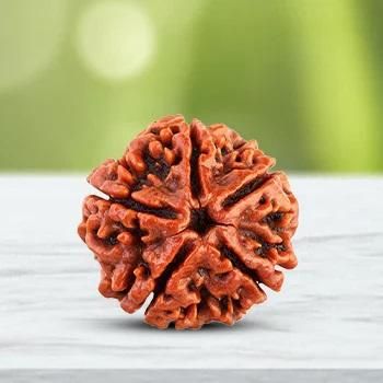 Original Rudraksha Jaap Mala 108 Beads